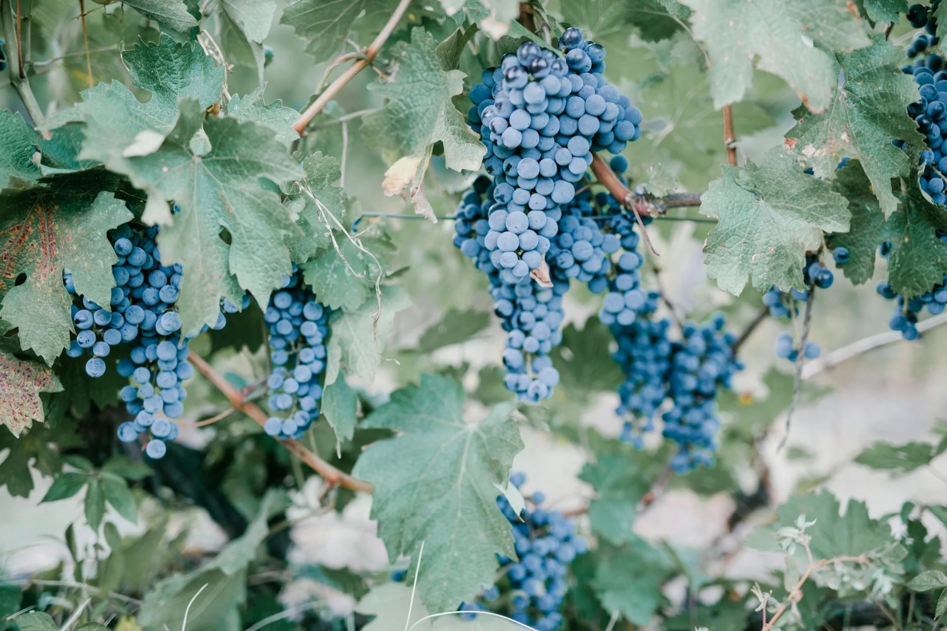 Georgia’s Ancient Wine Region: A Budget Travel Spot to Watch in 2025